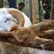Illustration for article titled A goat and a deer are getting married at a Chinese zoo